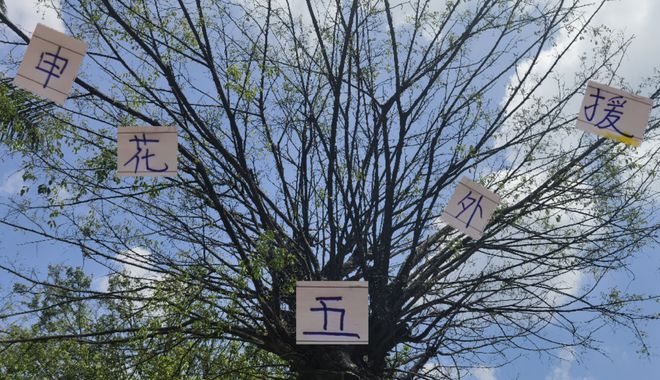 中超 11 轮后申花外援表现：马纳法全勤，阿马杜成谜，特谢拉作用关键